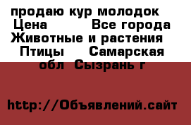 продаю кур молодок. › Цена ­ 320 - Все города Животные и растения » Птицы   . Самарская обл.,Сызрань г.